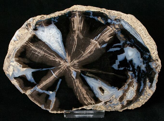 Blue Forest Petrified Wood Slice - #16867